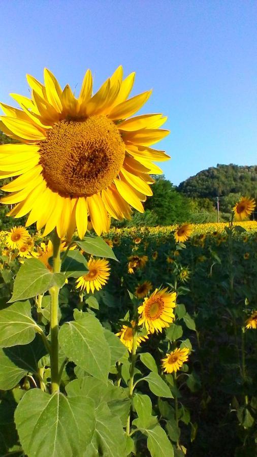 Podere Pian Dei Gelsi Volterra Exteriér fotografie